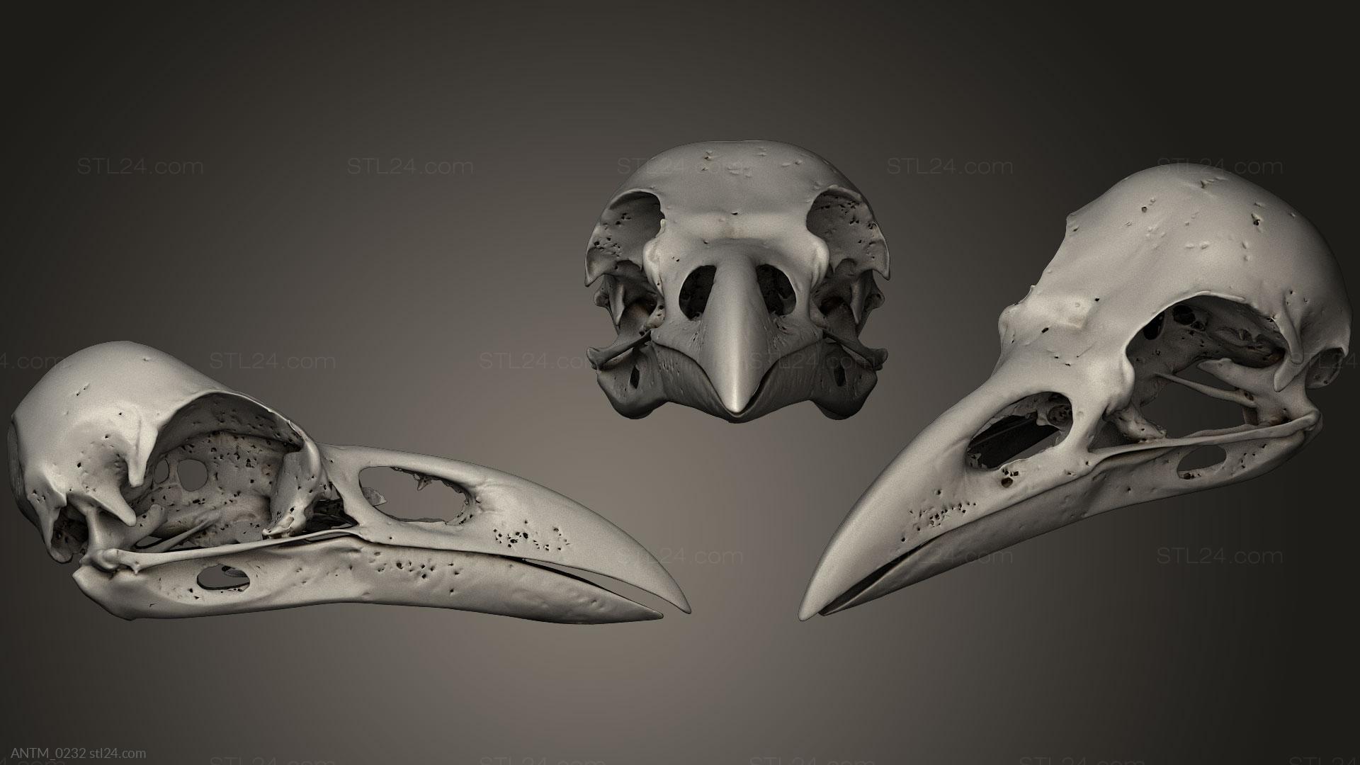 Anatomy of skeletons and skulls - Animal Skulls 025, ANTM_0232. 3D stl model  for CNC